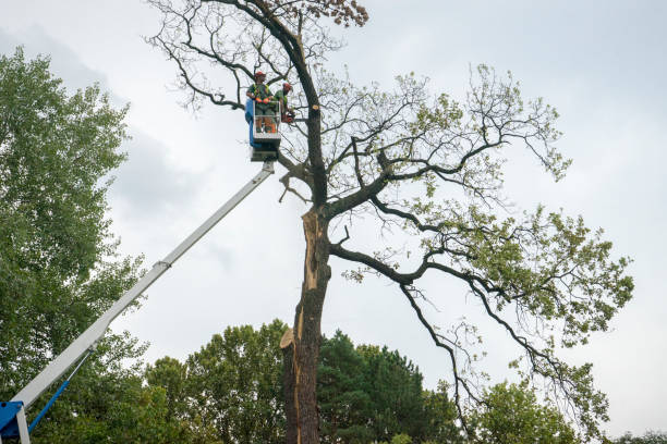 Reliable Cary, NC Tree Removal Services Solutions